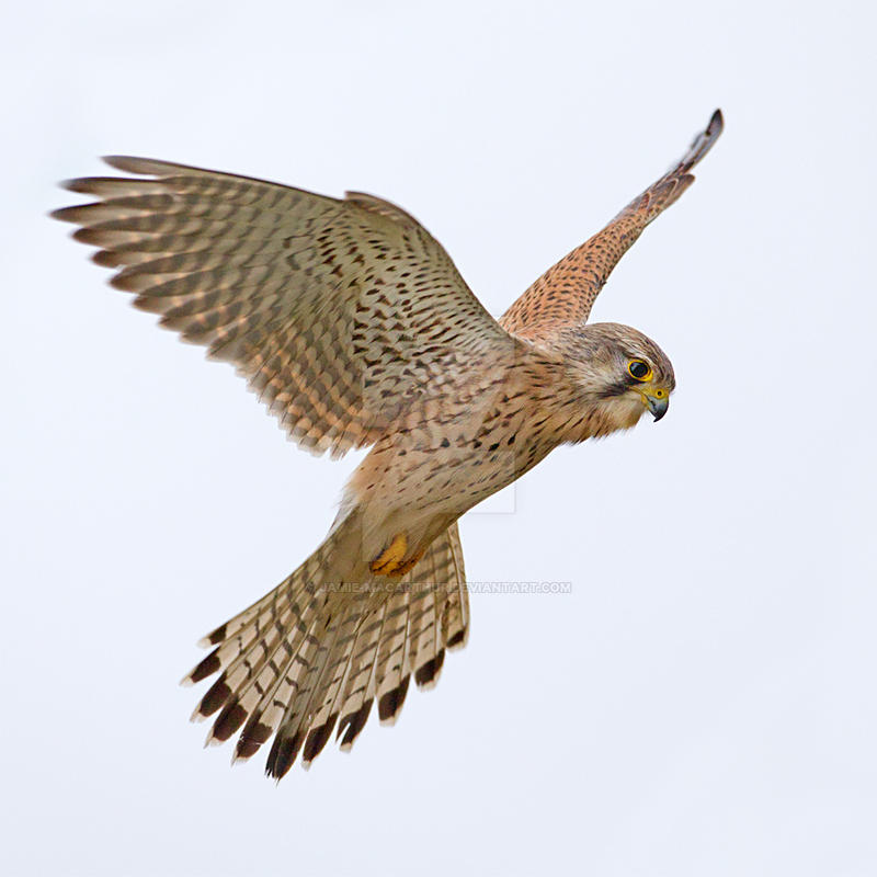 Common Kestrel