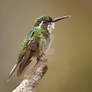 White-throated Mountain-Gem