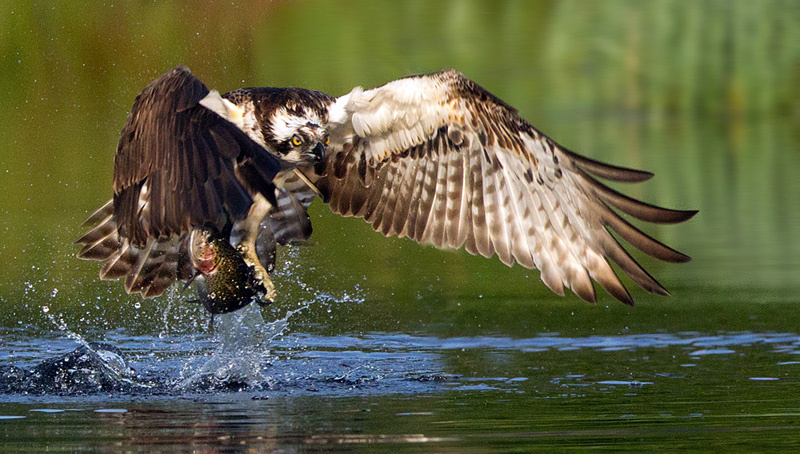 Osprey with Raindow trout