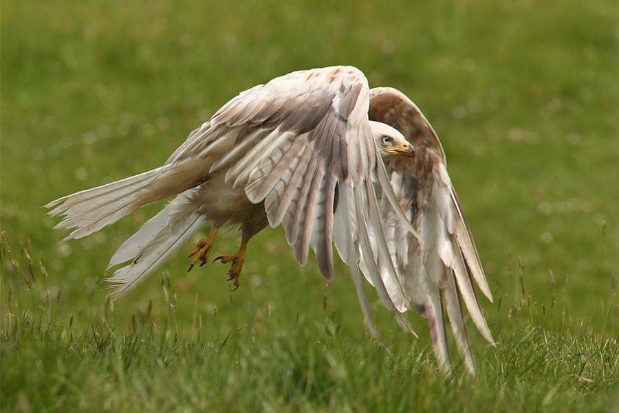 Leucistic White kite - wild