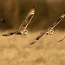 Short-eared owl sequence