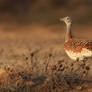 Great Bustard