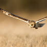 The Deviant !!! - Short-eared Owl