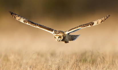 The Deviant !!! - Short-eared Owl