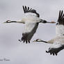 Common Cranes in Tandem