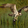 Catch of the day - Osprey and Rainbow trout