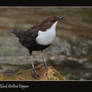 Black-bellied Dipper