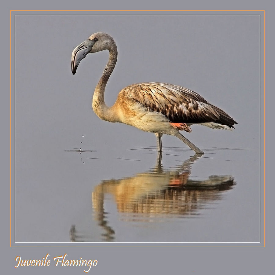 A flash of pink - juvenile Flamingo