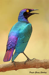 Purple Glossy Starling