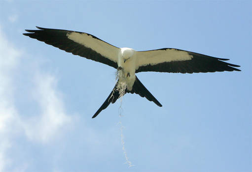 Swallow-tailed Kite