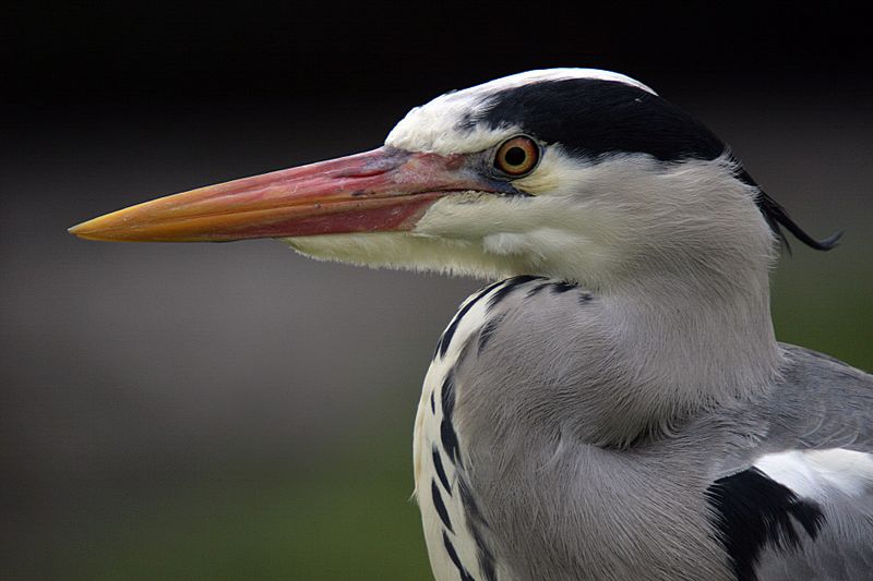 Grey Heron