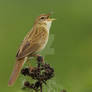 Spring is coming - Grasshopper warbler