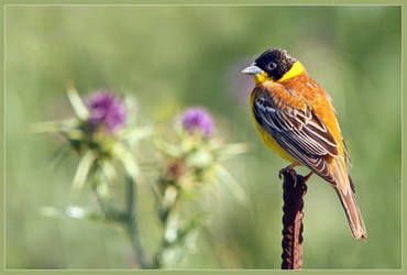 Black-headed Bunting