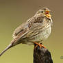Singing Corn Bunting