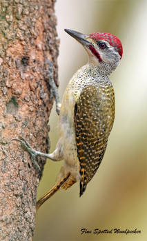 Head banger  - fine spotted woodpecker