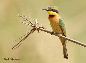 Just Chilling - Little bee-eater by Jamie-MacArthur Just Chilling - Little bee-eater by Jamie-MacArthur