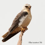 The Sentinel Black-shouldered Kite by Jamie-MacArthur