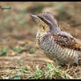 Eurasian Wryneck