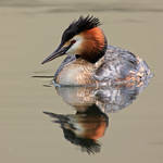 Great Crested Grebe by Jamie-MacArthur