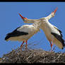 Was that British Airways or Panam - White Storks