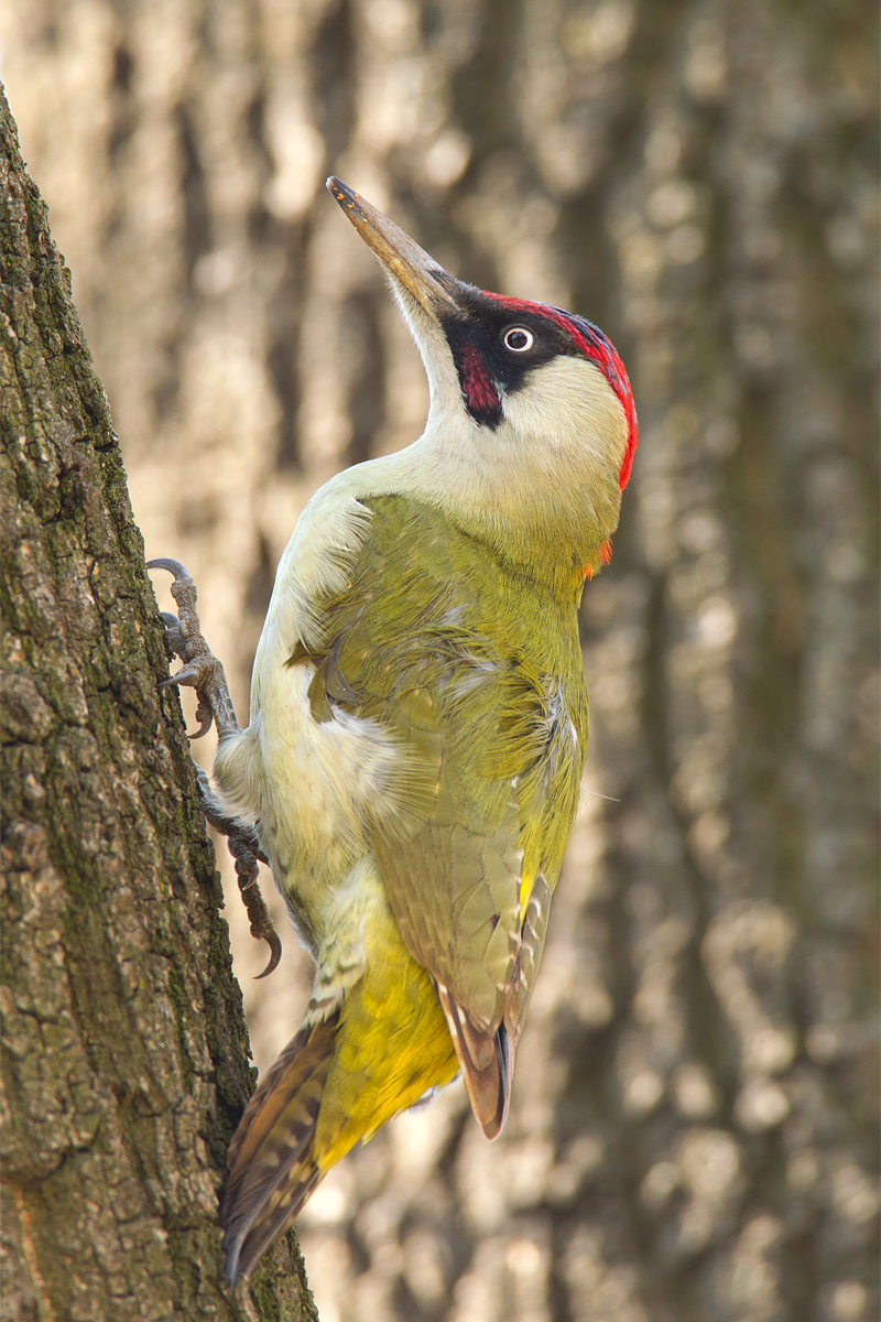 Green Woodpecker