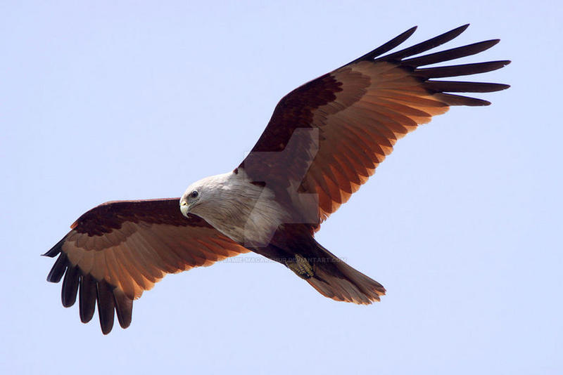 Brahminy Kite