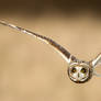 Got you in my sights - short eared owl