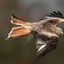 Red Kite