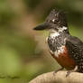 Giant Kingfisher