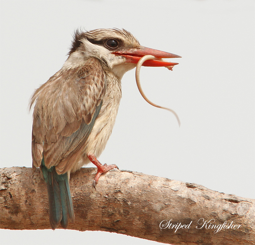 Striped Kingfisher