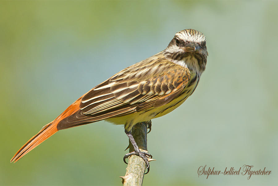 Sulphur-bellied flycatcher