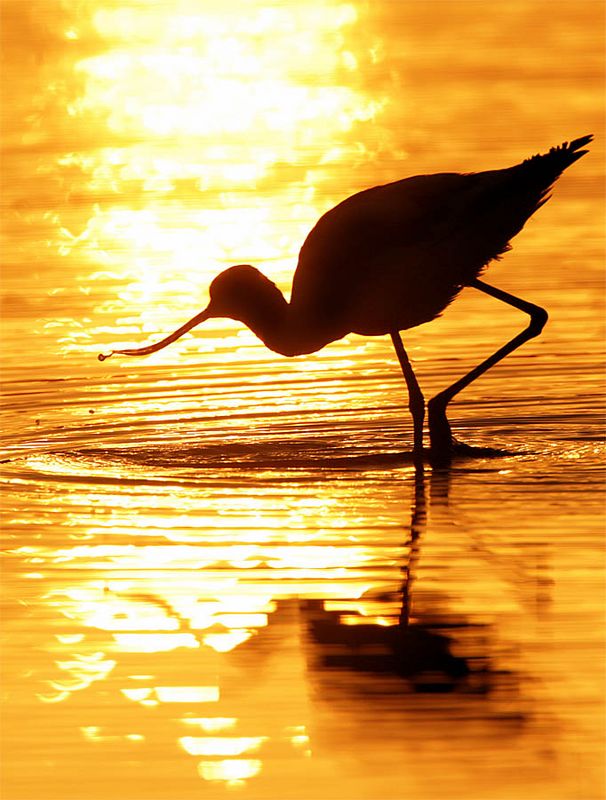 Late feed - Avocet