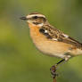 Whinchat