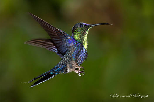 Violet-crowned Wood-nymph