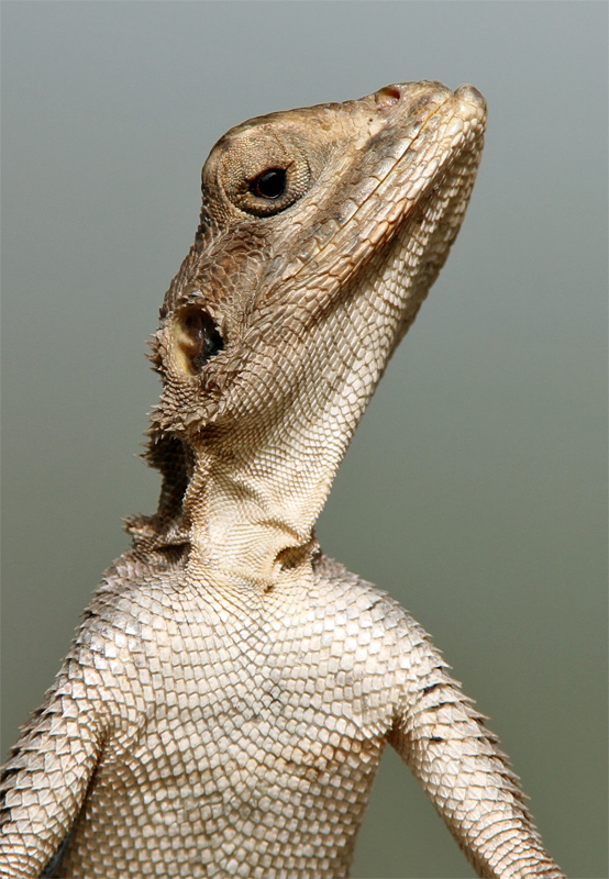 I think this is my best side !! - Agama Lizard