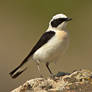 Black-eared Wheatear