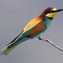 Red and yellow and green and blue! - Bee-eater
