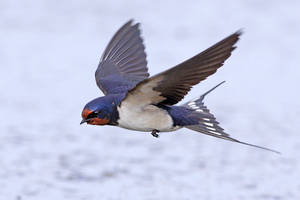 Barn Swallow