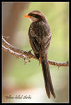 Yellow Billed Shrike by Jamie-MacArthur