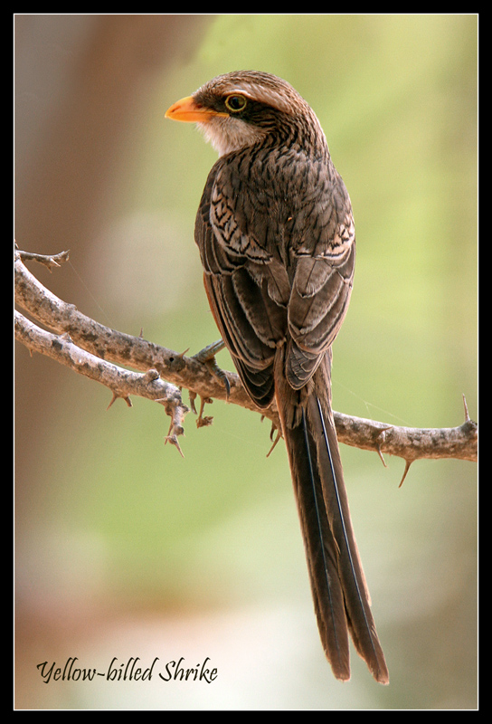 Yellow Billed Shrike