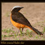 White-crowned Robin-chat