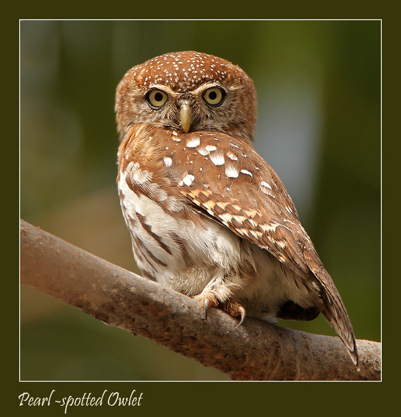 I'm watching you Mister  - Pearl-spotted Owlet