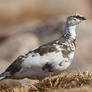 Ptarmigan - breeding plumage