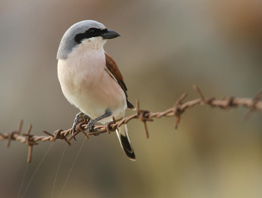 Red-backed Shrike