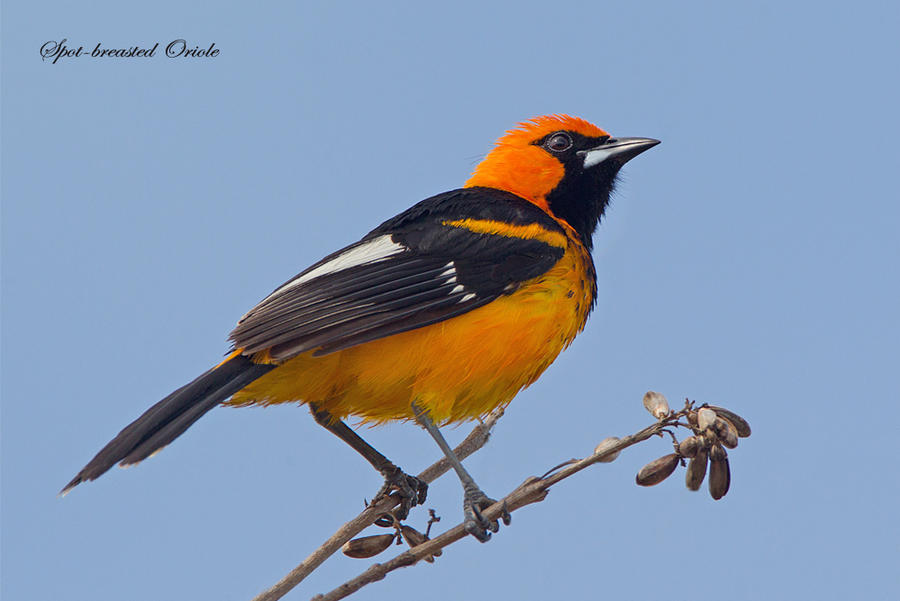 Looking 'Dapper' - Spot-breasted Oriole