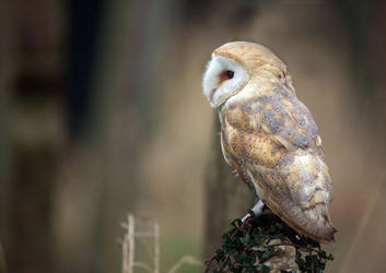 churchyard predator - Barn owl