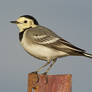 White Wagtail