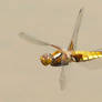 Broad-bodied Chaser