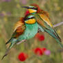 I can sing a rainbow - European Bee-eaters