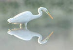 Great white Egret in the mist by Jamie-MacArthur